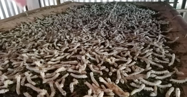 রেশম শিল্প সম্প্রসারণ হচ্ছে ৩০ জেলায়