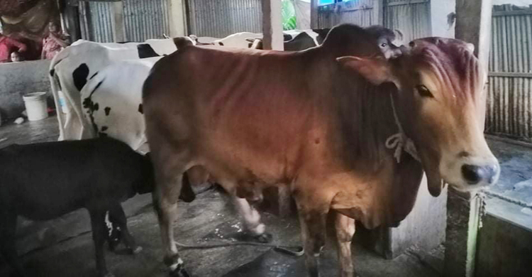 গাজীপুরে কোরবানির পশু বিক্রি হবে অনলাইনেও