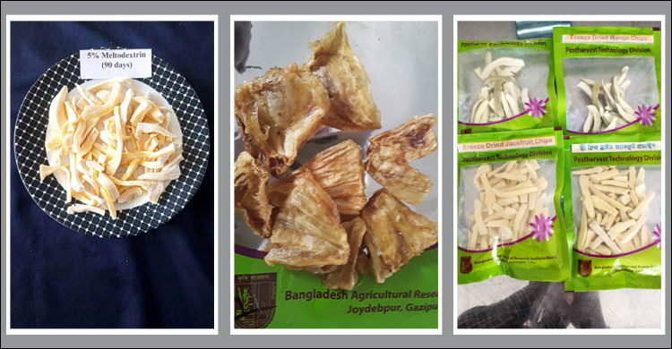ফসল সংরক্ষণে বারির ফ্রিজ ড্রায়ার পদ্ধতির উদ্ভাবন