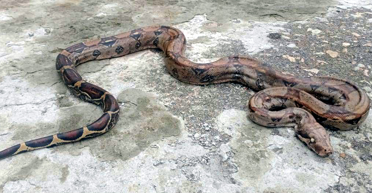 বঙ্গবন্ধু সাফারি পার্কে ‘কোয়ারেন্টাইনে’ কলম্বিয়ার অজগর
