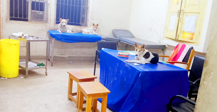 হাসপাতালের জরুরি বিভাগে কুকুর, ছবি ভাইরাল