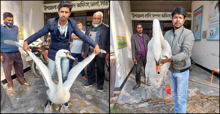 বাংলাদেশে প্রথম দেখা মিললো যে পাখির