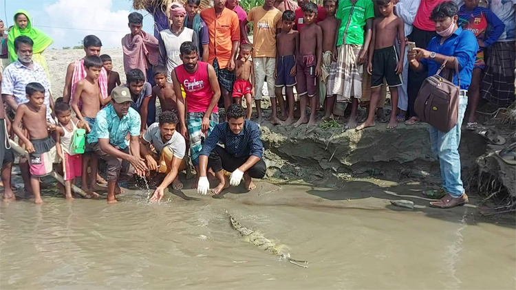 Gharial-1