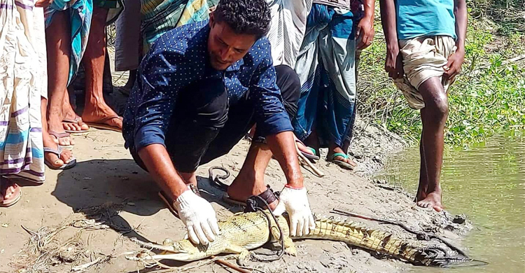 জেলের জালে ধরা পড়ল ঘড়িয়াল
