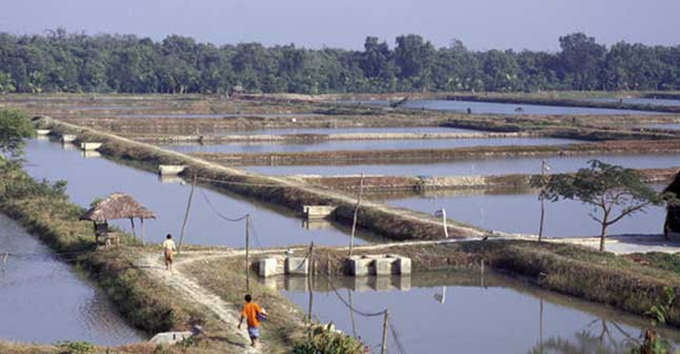 কাদায় আটকে স্কুলছাত্রের করুণ মৃত্যু