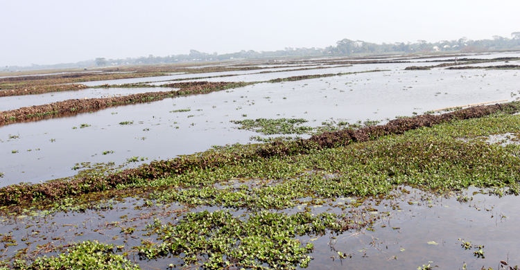 বোরো মৌসুমেও জলাবদ্ধতা, দুশ্চিন্তায় ৩ হাজার কৃষক