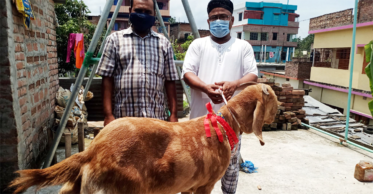 রাজাবাবু’র ওজন ৮৫ কেজি, থাকে শীতল ঘরে
