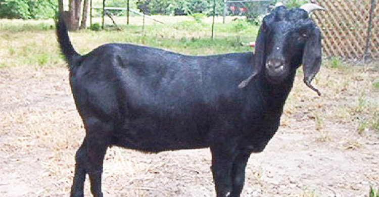 ছাগল বাঁচাতে প্রাণটাই গেল বৃদ্ধের