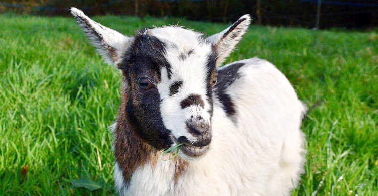 মতলব দক্ষিণে জেলে পুনর্বাসন কর্মসূচির ৩২ ছাগলের ১৩টি মারা গেছে