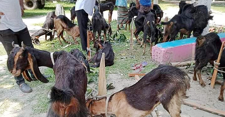 লালমনিরহাটে ভারতীয় ২৮ ছাগল আটক