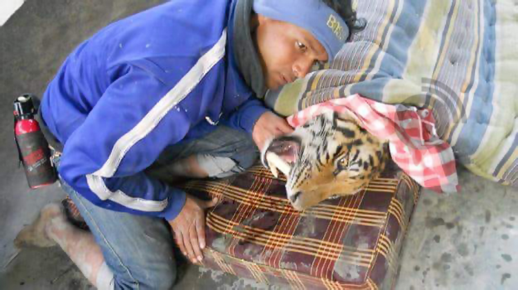 বাঘের মুখ থেকে মানুষ ছিনিয়ে আনেন টাইগার গণি