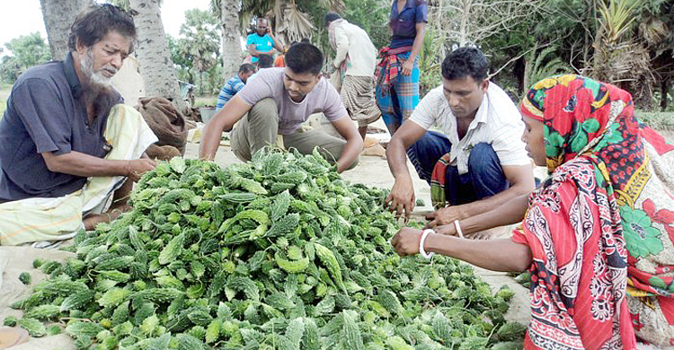 সিলনা এখন ‘উচ্ছে গ্রাম’