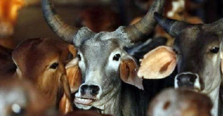 কুষ্টিয়ার মিরপুরে গরু চুরির হিড়িক