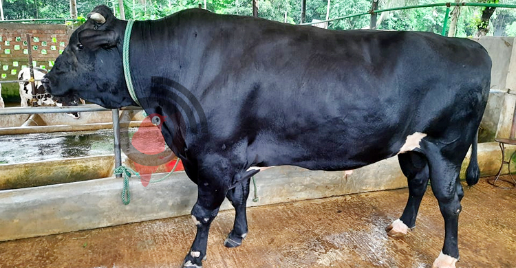 ‘হীরা মানিক’র ওজন ৩৮ মণ