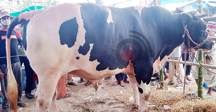 হাটে ৩২ মণের ‘রাজা’ ২৫ মণের ‘বাদশা’ দেখতে ক্রেতাদের ভিড়