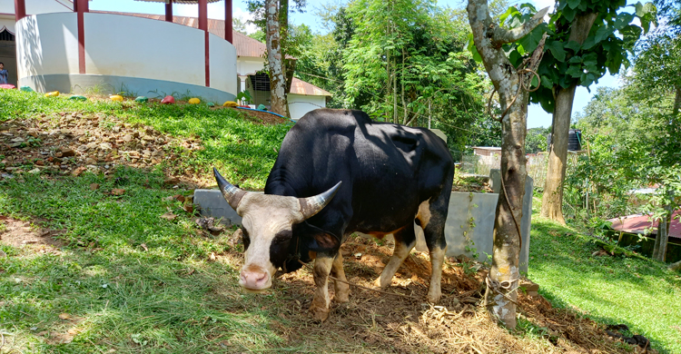 মৌলভীবাজারে গয়াল কোরবানি দিচ্ছেন ব্যবসায়ী দেলোয়ার