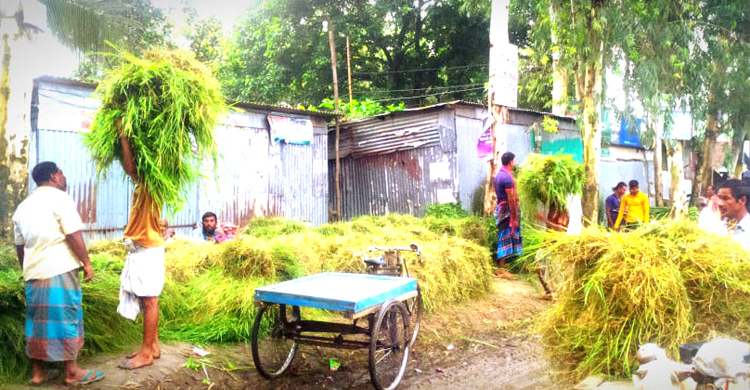 টাঙ্গাইলে জমজমাট ঘাসের বাজার
