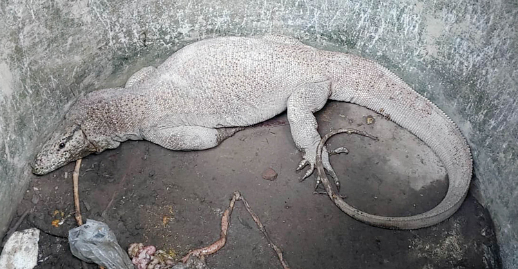 আপন ঠিকানায় ফিরলো বিরল প্রজাতির গুইসাপ