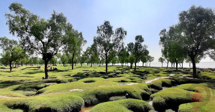 গুলিয়াখালী সৈকতকে পর্যটন সংরক্ষিত এলাকা ঘোষণা