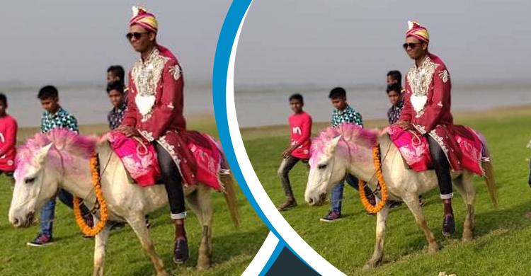 পালিত ‘রাজার’ পিঠে চড়ে বউ আনতে গেলেন মনির