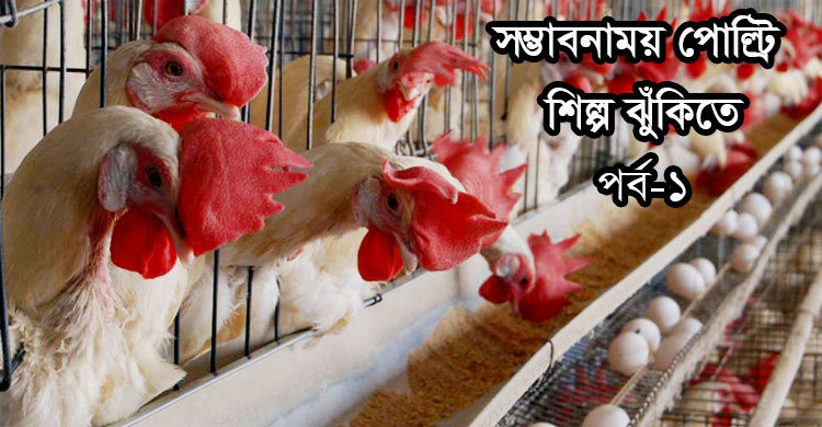 ৩১৬ শতাংশ পর্যন্ত দাম বেড়েছে পোল্ট্রি ফিড কাঁচামালের!