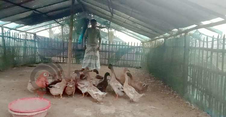 ২১০০ হাঁস নিয়ে খামার শুরু, টিকে রয়েছে মাত্র ২০-৩০টি
