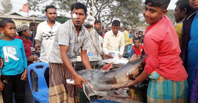 পৌষ সংক্রান্তি মেলায় ৫০ কেজির বাঘাইড়, দাম হাঁকা হলো সোয়া লাখ