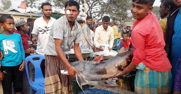 ৫০ কেজির বাঘাইড় বিক্রি ৪২ হাজারে