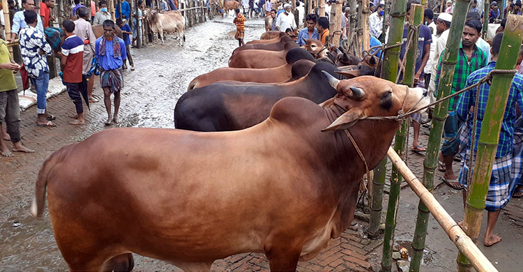 প্রতি গরুতে দাম কমলো পাঁচ-সাত হাজার টাকা