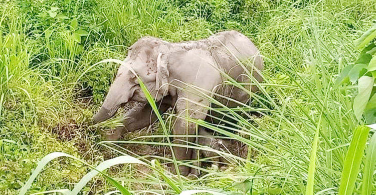 পাহাড়ের গহীনে বাচ্চা দিল বন্যহাতি