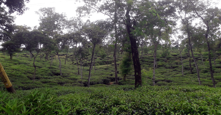 কাজে যোগ দেওয়া নিয়ে সিদ্ধান্তহীনতায় চা-শ্রমিকরা