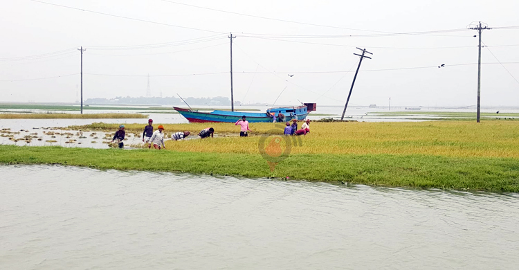হাওরে বাড়ছে পানি বাড়ছে আতঙ্ক