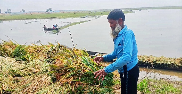 পানি কমায় স্বস্তিতে হাওরের কৃষকরা