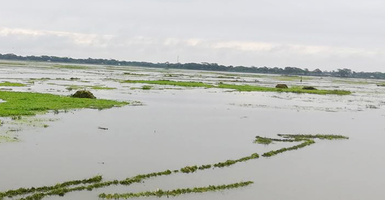 হাওরের পানিতে ডুবে দুই ভাইয়ের মৃত্যু