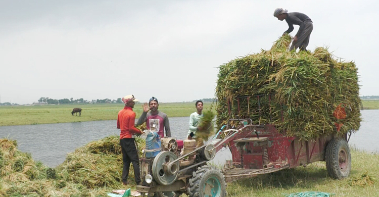 হাওরে পানি বাড়ায় ফসল কেটে নিচ্ছেন কৃষকরা