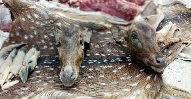 রাস্তার ওপর পাওয়া গেলো ককসিট ভর্তি হরিণের মাংস