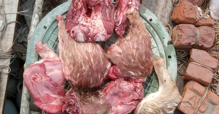 সুন্দরবনে জেলেদের নৌকায় মিললো হরিণের ৮ কেজি মাংস