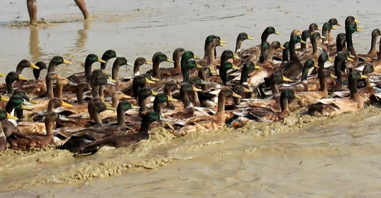 হাঁসে লাখপতি সুনামগঞ্জের খামারিরা