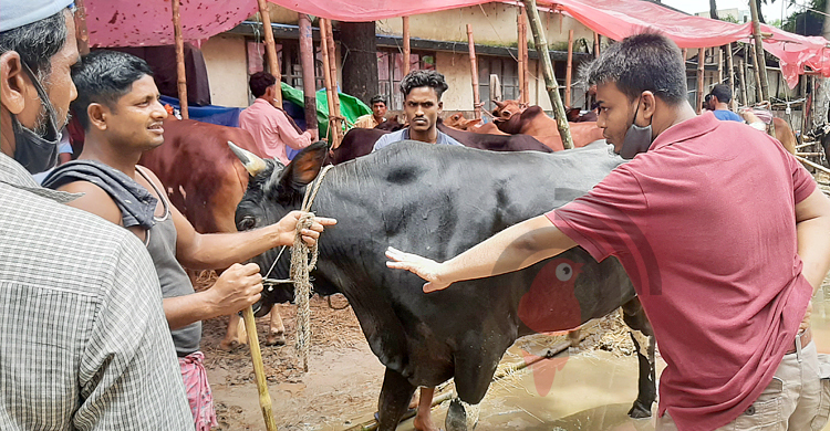 গরু পালনে খরচ দুই লাখ, দাম উঠছে সোয়া লাখ