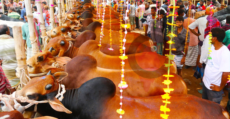 জমজমাট পশুর হাটে কিনছেন কম দেখছেন বেশি