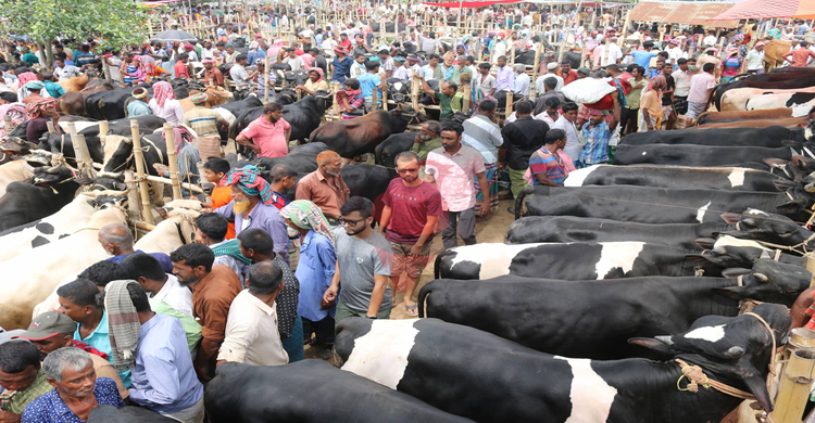 ঢাকার ৬ কোরবানির হাটে বসছে ‘ডিজিটাল পেমেন্ট বুথ’