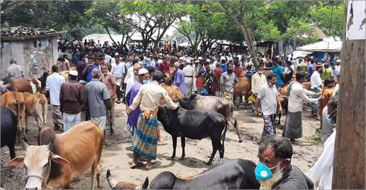 নিষেধাজ্ঞা অমান্য করে পটুয়াখালীতে বসছে পশুর হাট