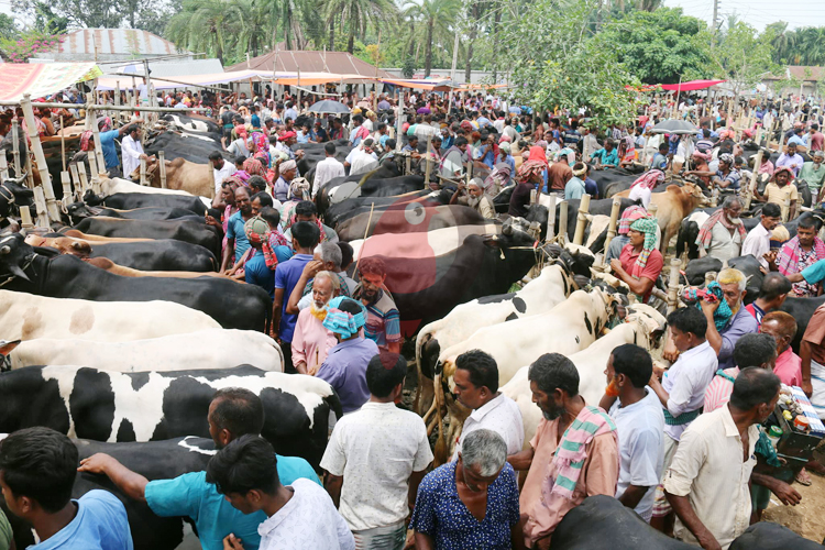 জমজমাট পশুর হাটে কিনছেন কম দেখছেন বেশি