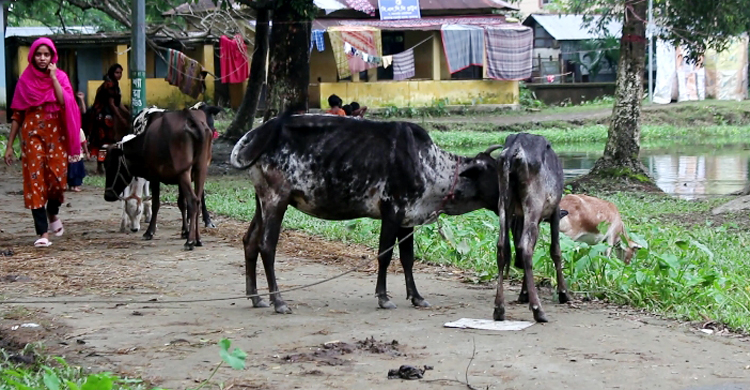 পৌনে ৪ লাখ পশু-পাখি হারিয়েছেন সুনামগঞ্জের বানভাসিরা