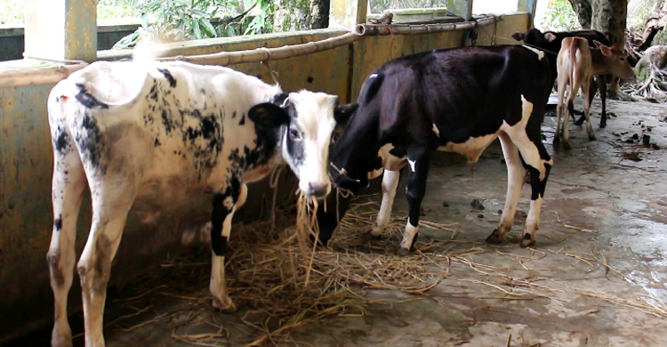 পৌনে ৪ লাখ পশু-পাখি হারিয়েছেন সুনামগঞ্জের বানভাসিরা