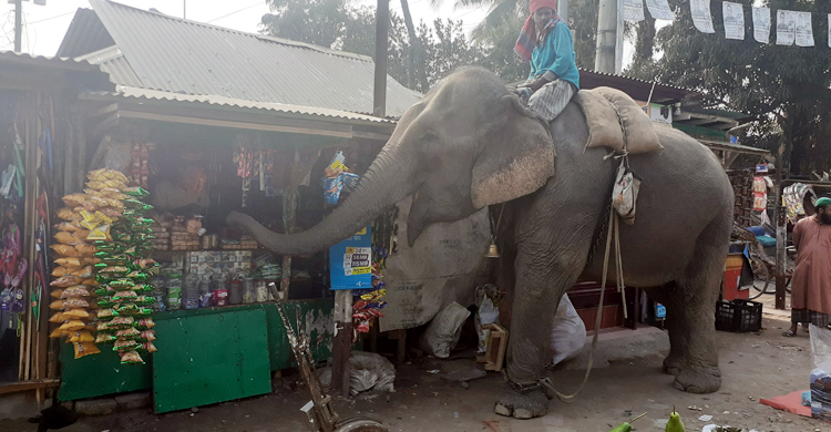 চাঁদা না দিলে হাতি সরে না
