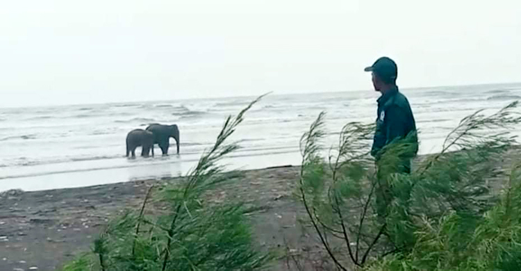 নাফনদীর তীরে ঘুরছে দুই হাতি