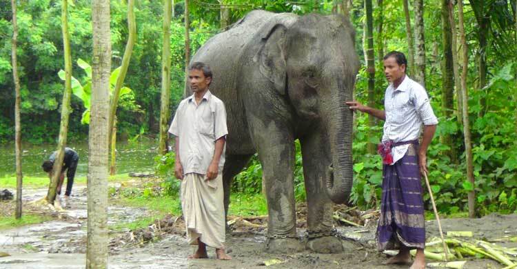 স্ত্রীর স্বপ্ন পূরণে জমি বিক্রি করে হাতি কিনে দিলেন স্বামী