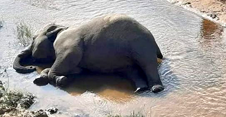 কক্সবাজারে বনের ঝিরি থেকে মরা হাতি উদ্ধার