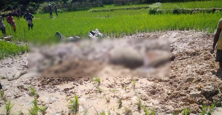 বৈদ্যুতিক ফাঁদে হাতির মৃত্যু, জমির মালিক আটক